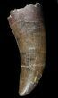 Tyrannosaur (Nanotyrannus) Tooth - Montana #51038-1